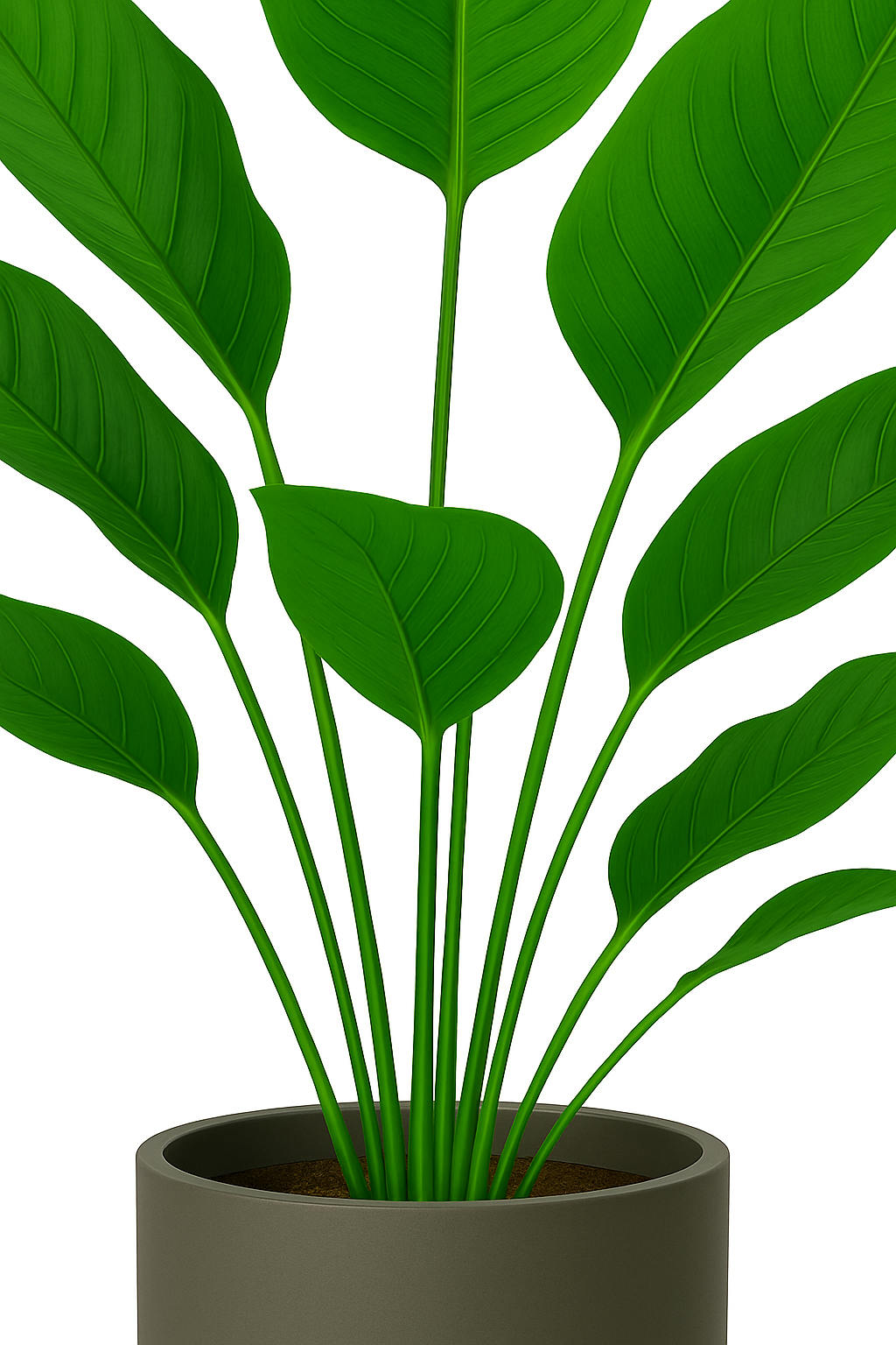 TropenTraum™ – Bananenpflanze