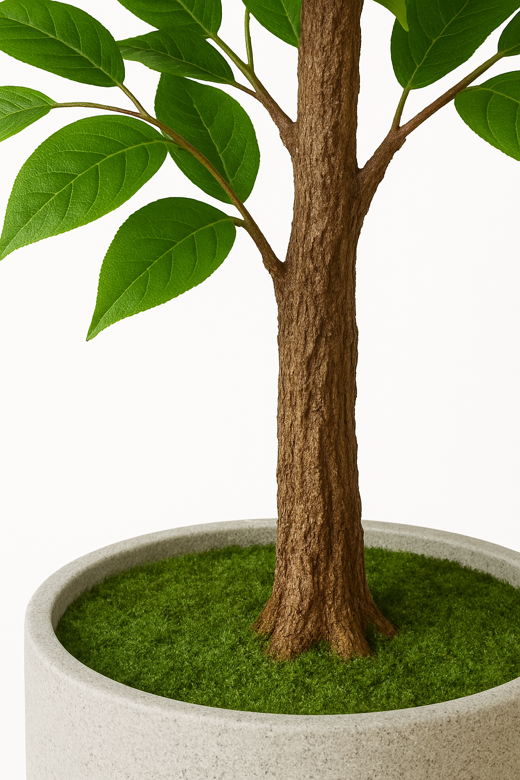 Ostgarten™ – Kunstvoller Banyanbaum