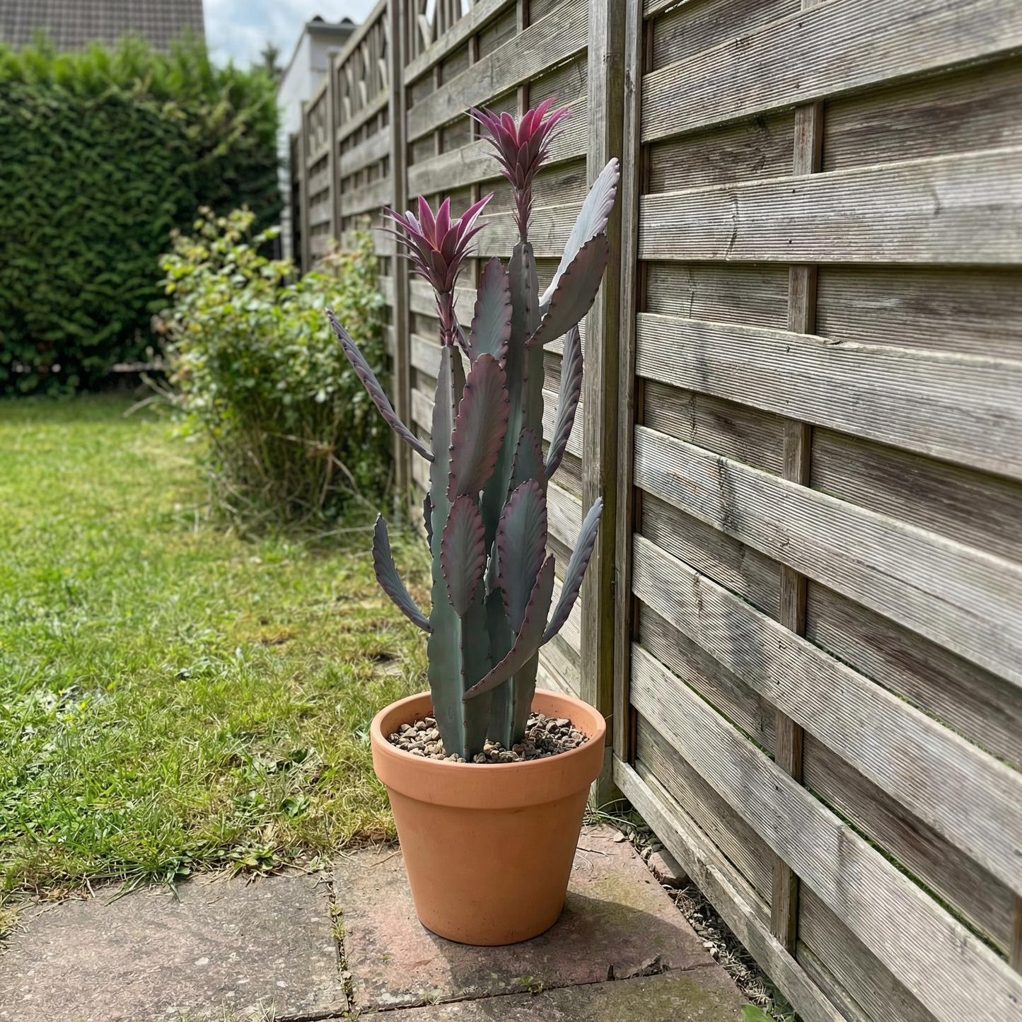 Künstlicher Kaktus 100 cm mit Dekotopf