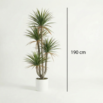 Künstliche Dracaena Marginata 160–230 cm
