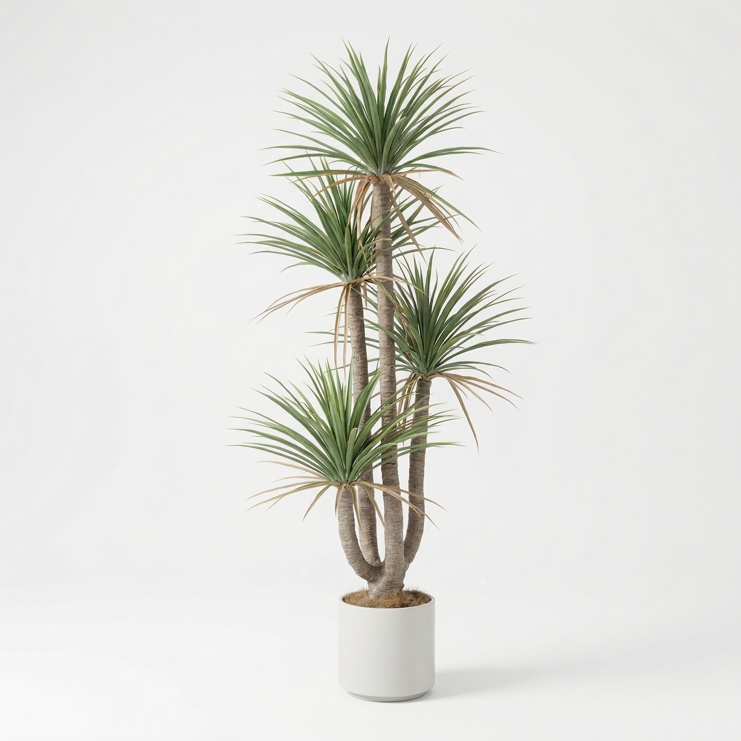 Künstliche Dracaena Marginata 160–230 cm