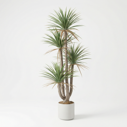 Künstliche Dracaena Marginata 160–230 cm