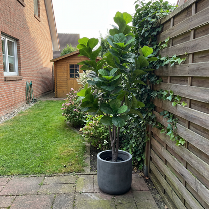 Künstlicher Ficus lyrata 150–210 cm