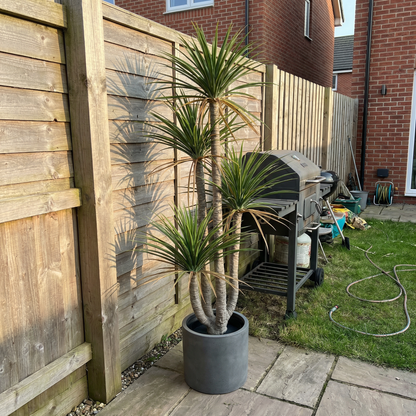 Künstliche Dracaena Marginata 160–230 cm