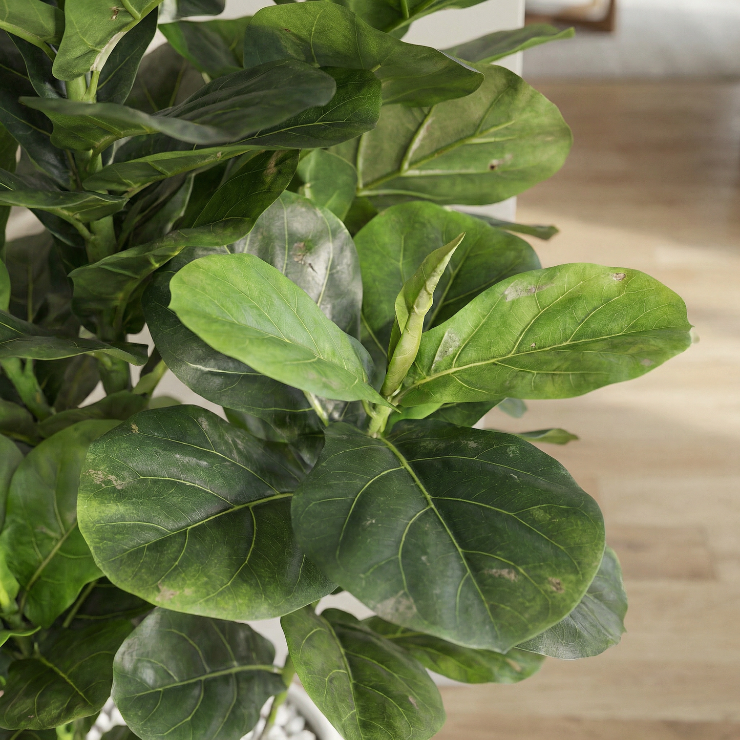 Künstliche Stiele Ficus lyrata 120–170 cm