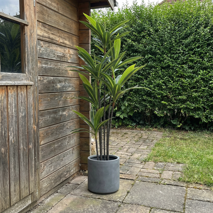 Künstliche Yucca Dracaena 180 cm