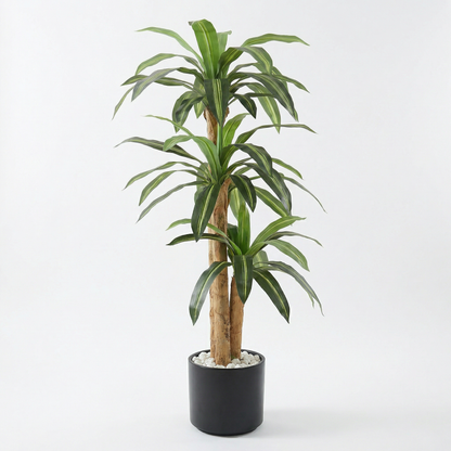 Künstliche Dracaena Massangeana 160 cm