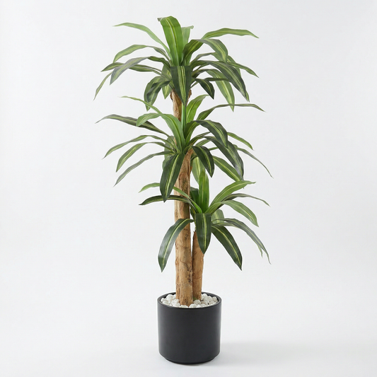 Künstliche Dracaena Massangeana 160 cm