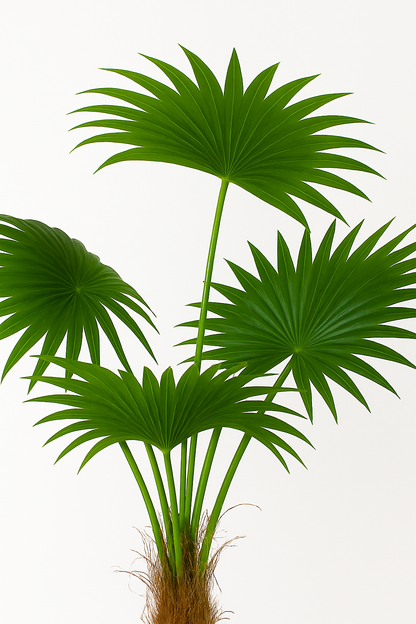 TropenTraum™ –140 cm künstliche Palme