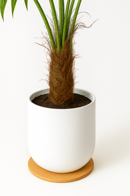 TropenTraum™ –140 cm künstliche Palme