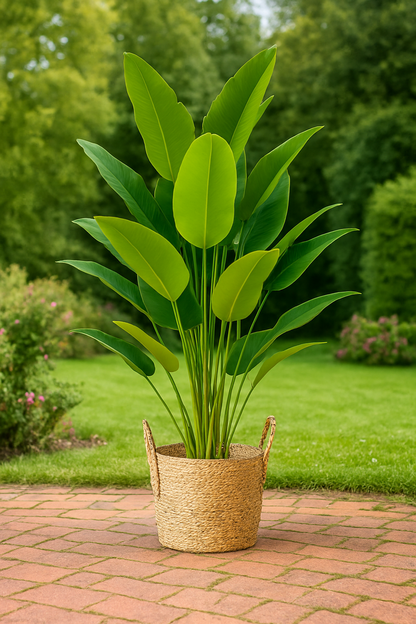 TropenTraum™- Bananenstauden Blätter(88 cm)