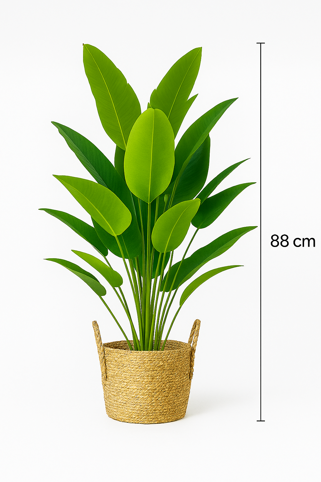 TropenTraum™- Bananenstauden Blätter(88 cm)