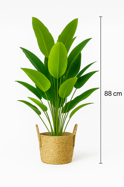 TropenTraum™- Bananenstauden Blätter(88 cm)