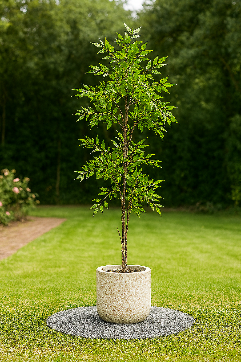 Ostgarten™- Nandina-Baum( 140cm)