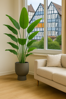 TropenTraum™ – Bananenpflanze