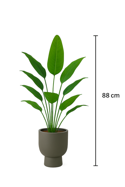 TropenTraum™ – Bananenpflanze