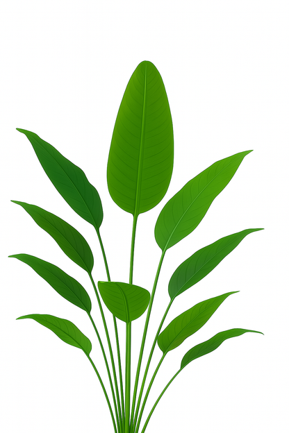 TropenTraum™ – Bananenpflanze