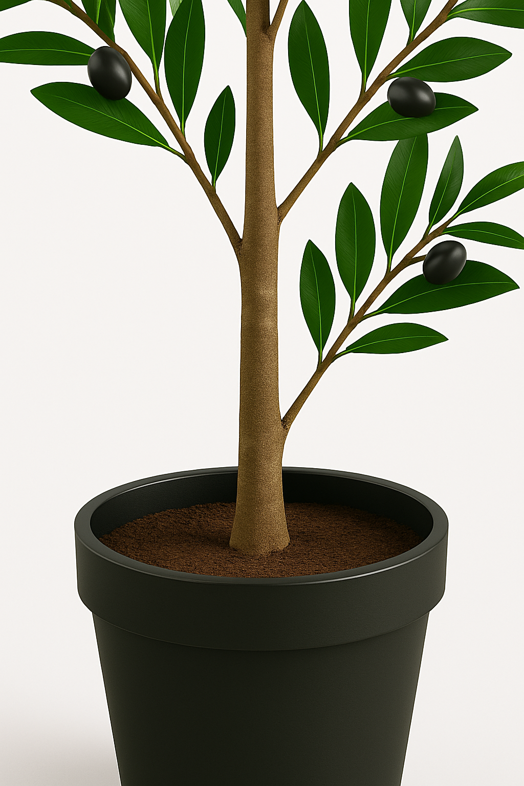 MediterraneOase™ - Olivenbaum