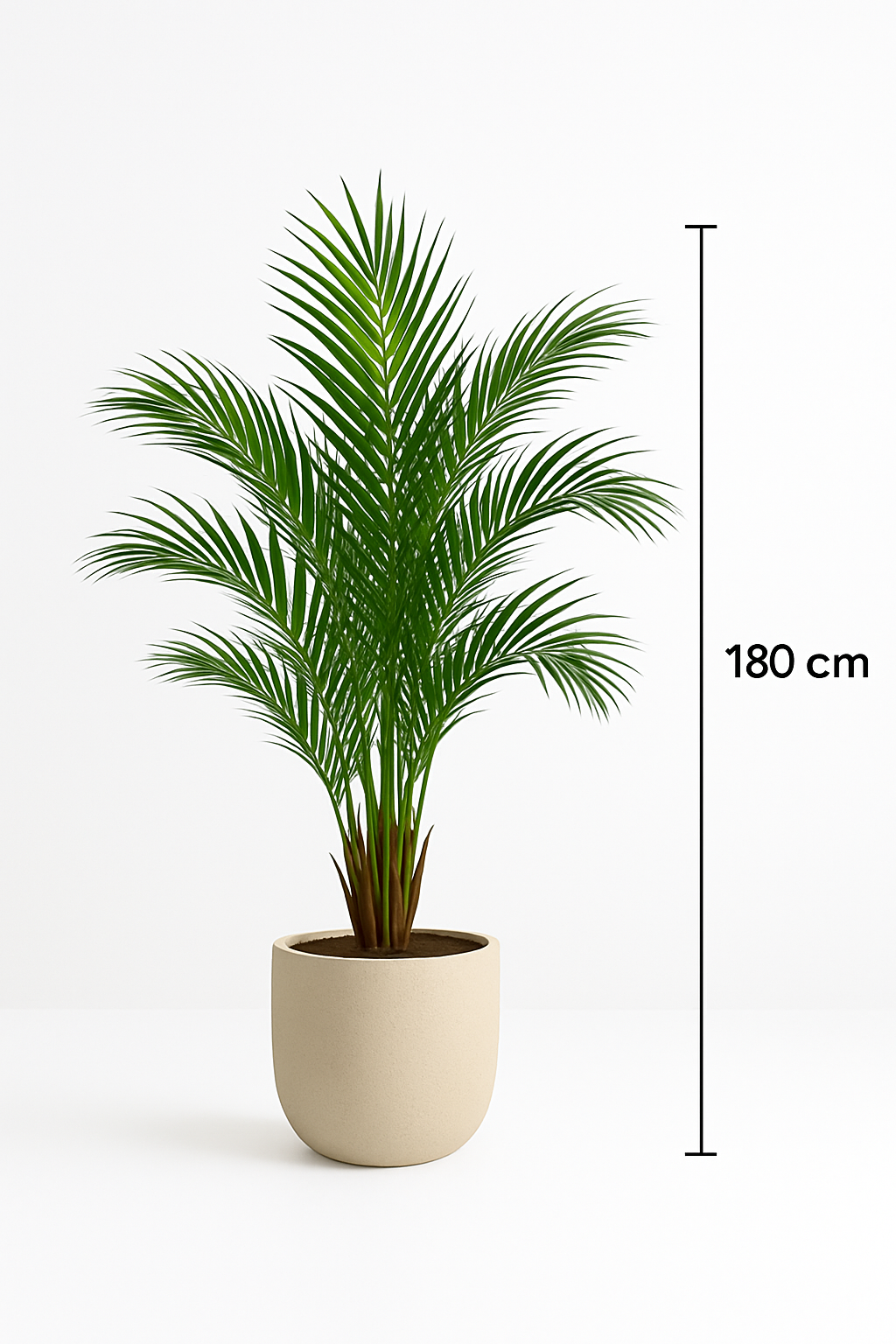 TropenTraum™ – Areca Palme