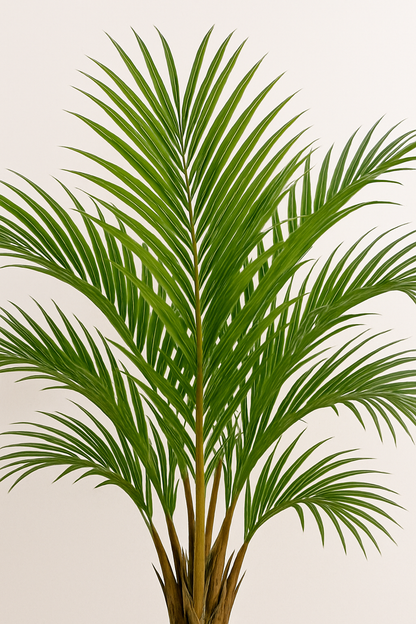 TropenTraum™ – Areca Palme