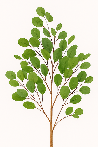 MediterraneOase™ - Eukalyptusbäumchen