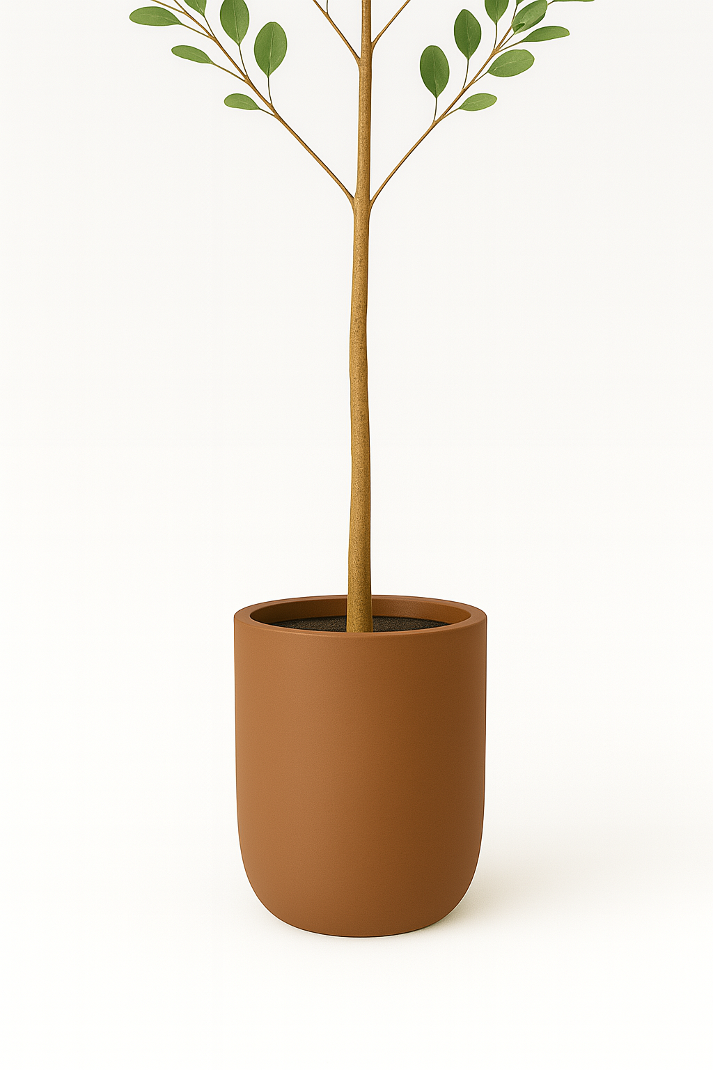 MediterraneOase™ - Eukalyptusbäumchen