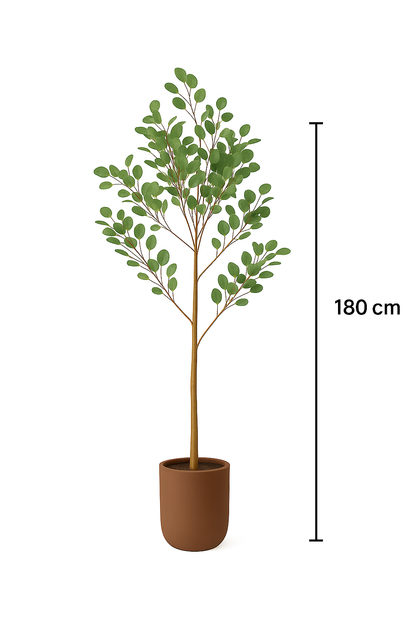 MediterraneOase™ - Eukalyptusbäumchen