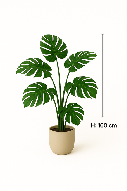 TropenTraum™ – Monstera-Pflanze