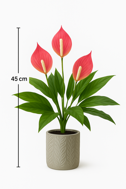 Tropentraum™- Künstliche Anthurium-Topfpflanze