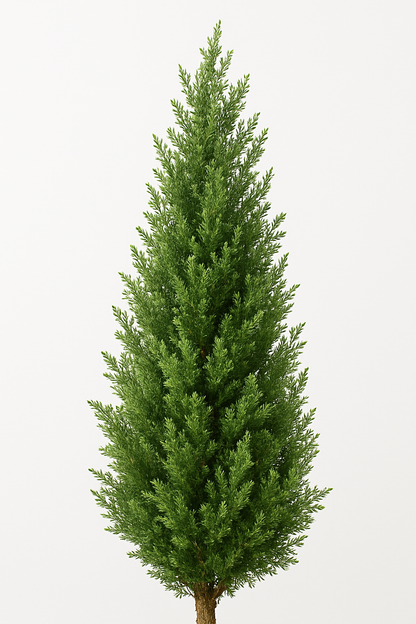 Ostgarten™- Künstliche Zedern Topiary-Bäume