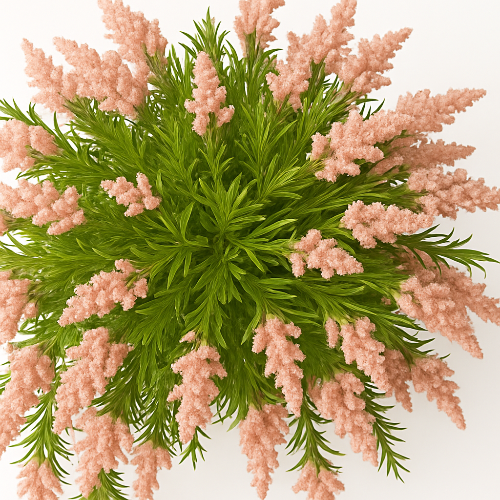 MediterraneOase™ - Calluna Vulgaris Hängepflanze