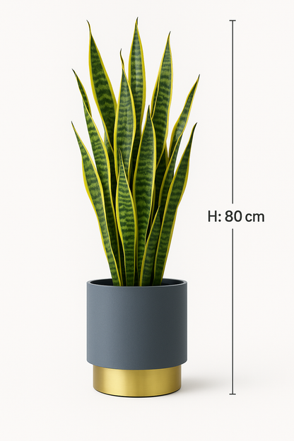 TropenTraum™- Künstliche Sansevieria-Blätter