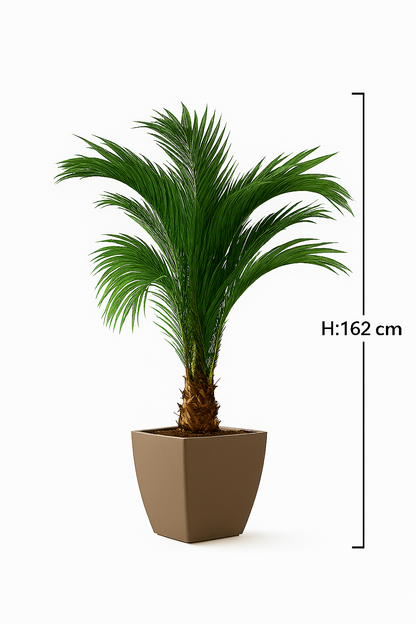 MediterraneOase™- Künstliche Sago-Palme als Topfpflanze