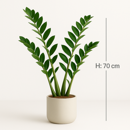 TropenTraum™- Ficus-Baum Künstliche Geldblatt-Pflanzen