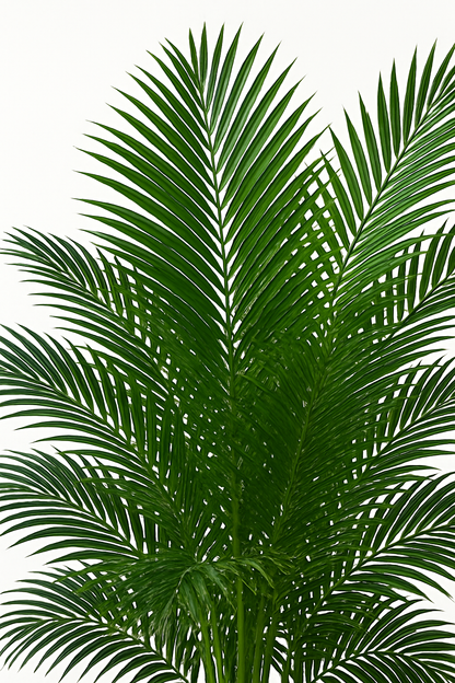 TropenTraum™- Künstliche Areca Tropenpalme