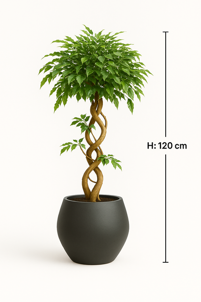 Ostgarten™- Ficus Künstlicher Baum mit gebogenem Stamm Pflanze