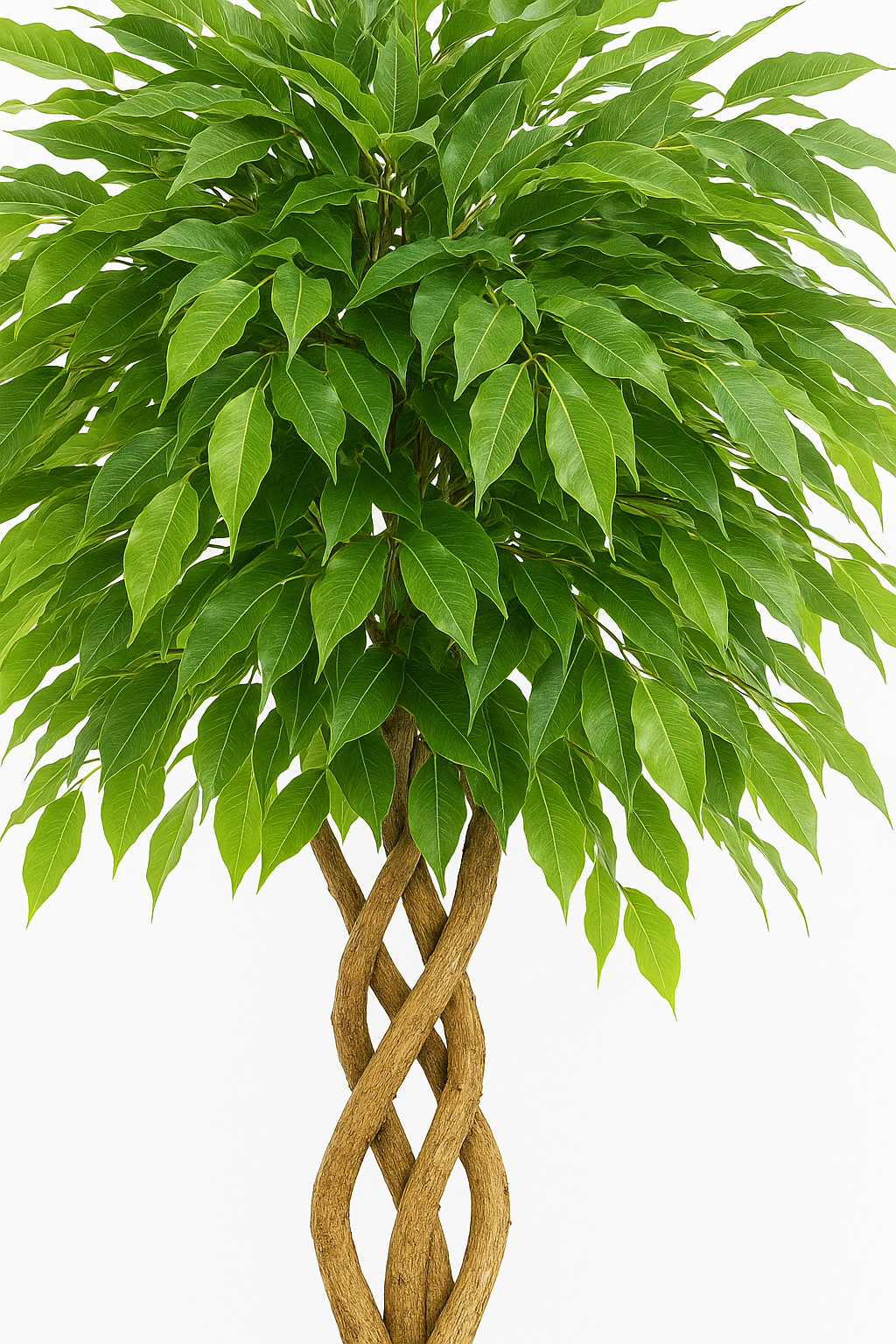 Ostgarten™- Ficus Künstlicher Baum mit gebogenem Stamm Pflanze