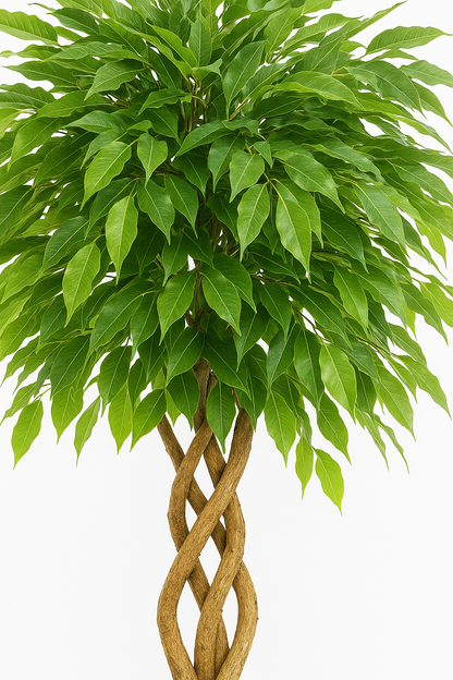 Ostgarten™- Ficus Künstlicher Baum mit gebogenem Stamm Pflanze