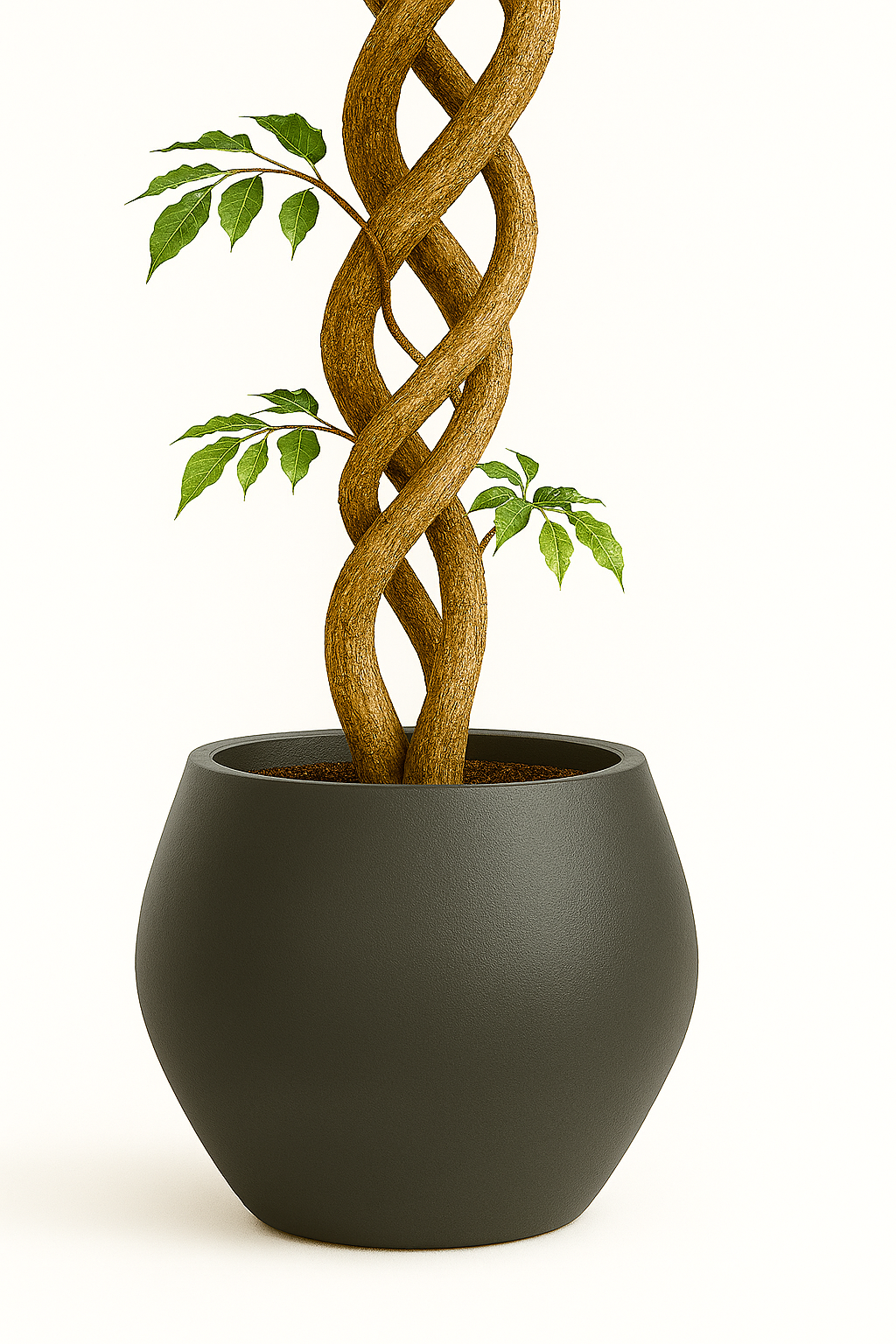 Ostgarten™- Ficus Künstlicher Baum mit gebogenem Stamm Pflanze