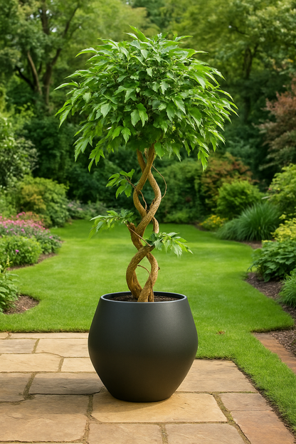 Ostgarten™- Ficus Künstlicher Baum mit gebogenem Stamm Pflanze