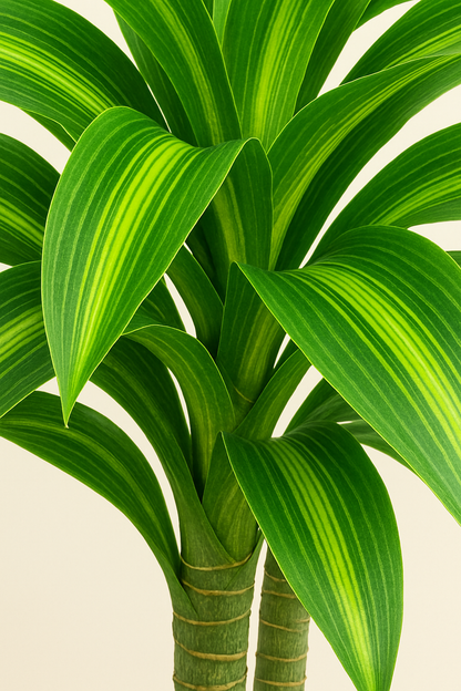 TropenTraum™- Künstlicher Dracaena-Baum