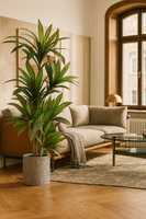 TropenTraum™- Künstliche Dracaena Pflanze Indoor