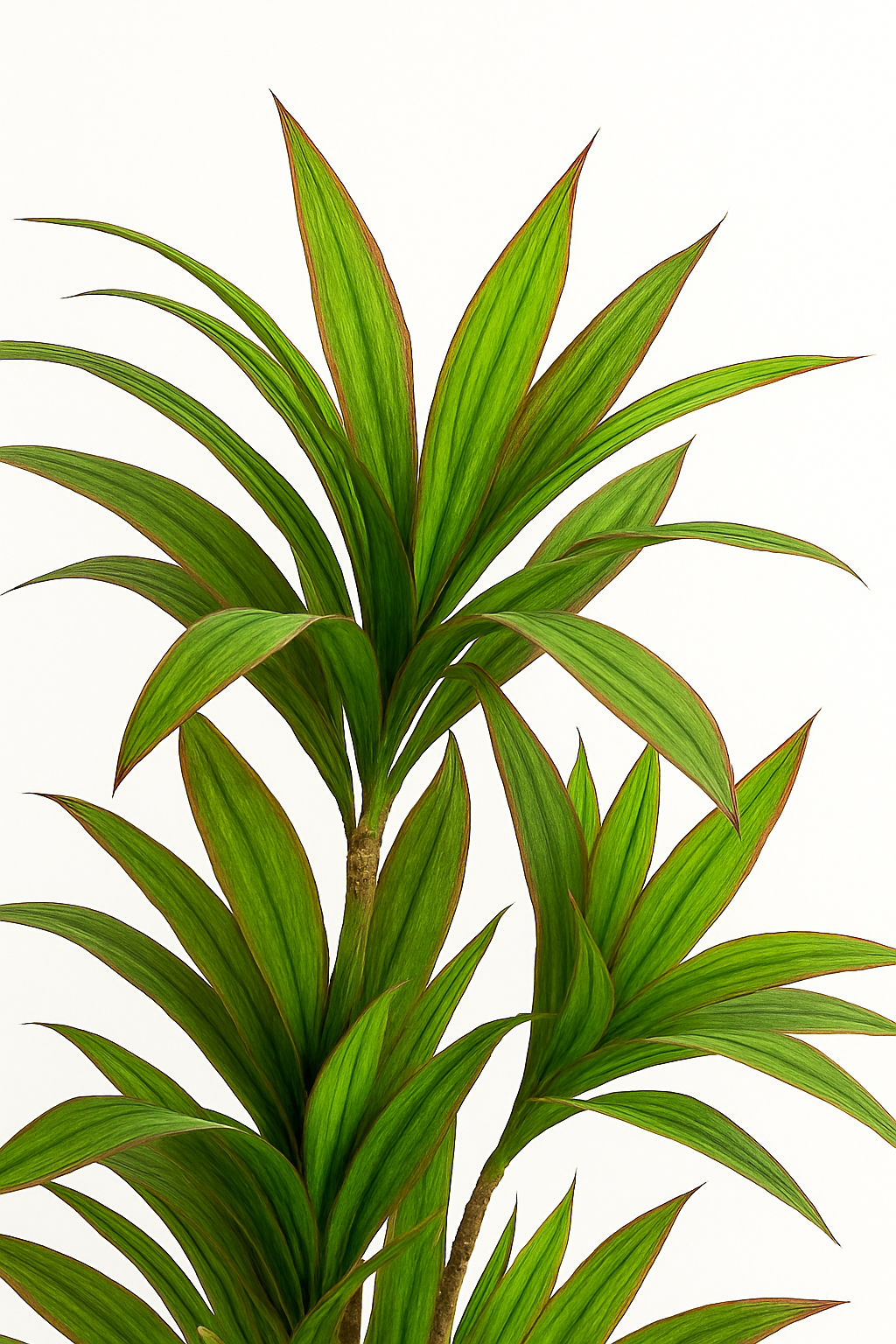TropenTraum™- Künstliche Dracaena Pflanze Indoor