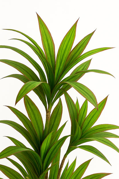 TropenTraum™- Künstliche Dracaena Pflanze Indoor