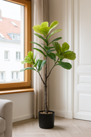 TropenTraum™- Grünpflanze Qinye Banyan Baum Bonsai Dekoration