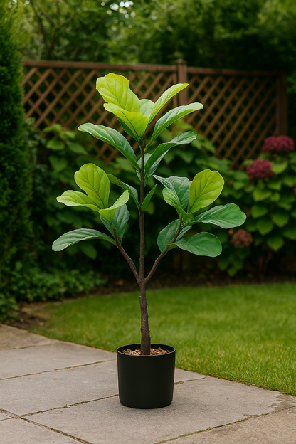 TropenTraum™- Grünpflanze Qinye Banyan Baum Bonsai Dekoration