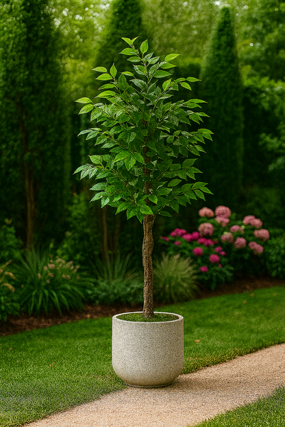 Ostgarten™ – Kunstvoller Banyanbaum