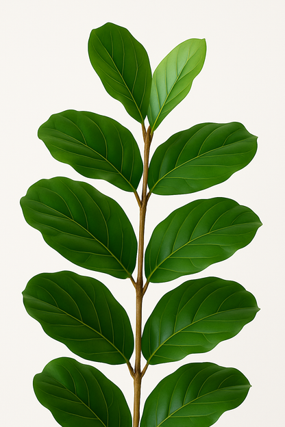 TropenTraum™- Künstlicher Fiddle Lift Feigenbaum