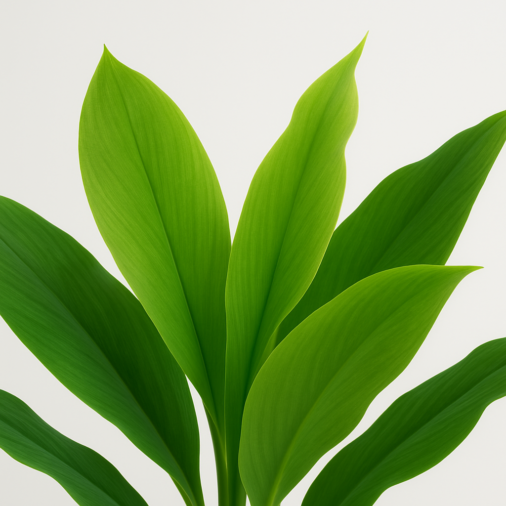 Ostgarten™-Künstliche Dracaena-Pflanze