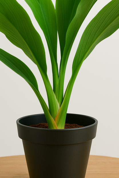 Ostgarten™-Künstliche Dracaena-Pflanze